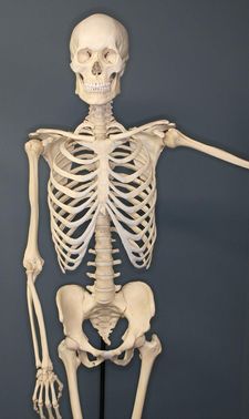 What is the bone in the body with the longest name?