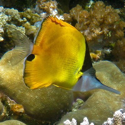 Which Hawaiian Fish has the Longest Name?